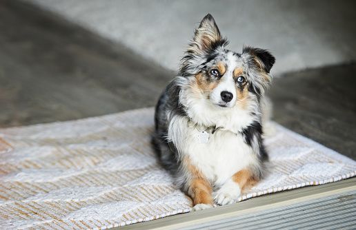 Australian Shepherd Temperament and Personality