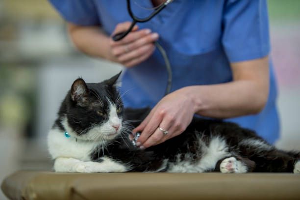 Everything You Need to Know About Cat Hemorrhoids and Rectal Prolapse