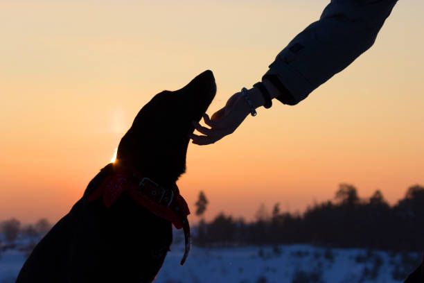 How-To-Find-Your-Lost-Canine-Friend-And-Bring-Them-Home-Safely