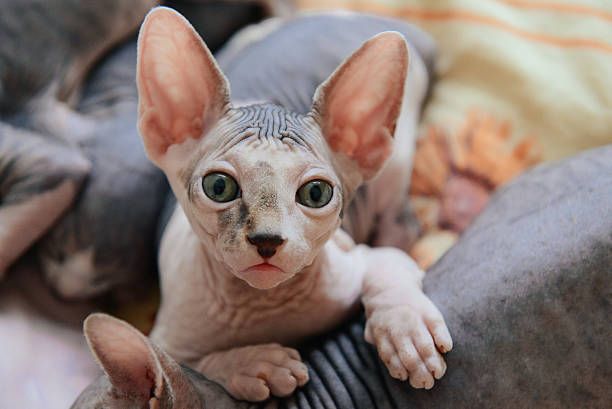 The Ultimate Lists of Hairless Cat Breeds