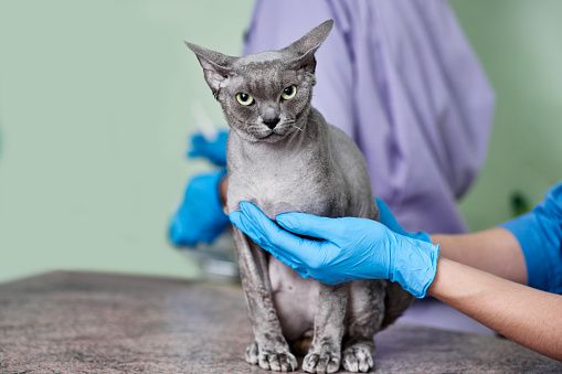 How to Care for Hairless Cats?