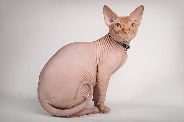 What Makes a Hairless Cat Different from Other Cats?