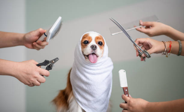 Trendy Pet Grooming Products and Services - Happypetsilla