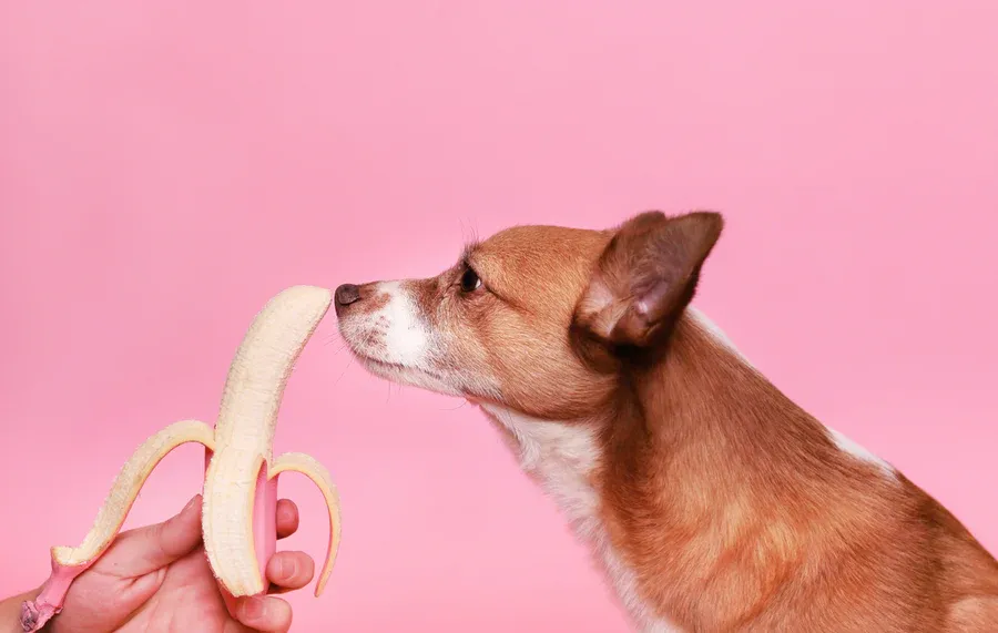 Can-Dogs-Eat-Bananas-When-Having-Diarrhea?