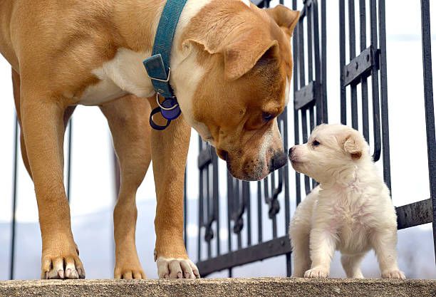 Benefits-of-getting-a-puppy-with-an-older-dog