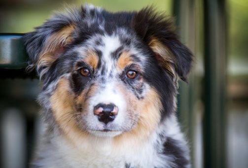 are australian shepherds clingy